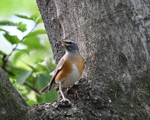 マミチャジナイ9882