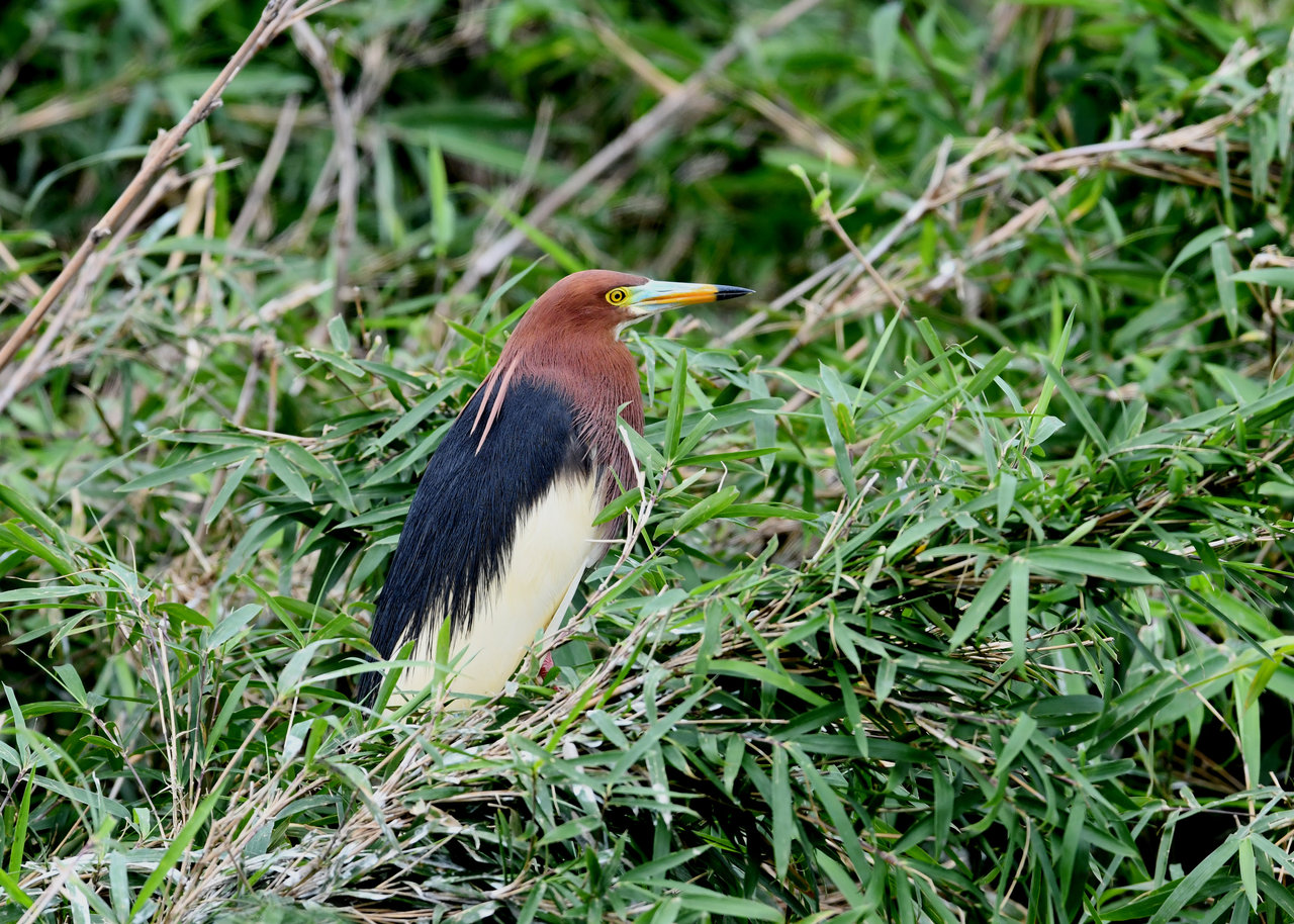 野口洪志の野鳥日記