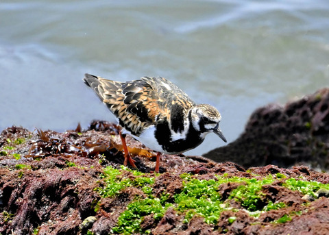 キョウジョシギ♀3072