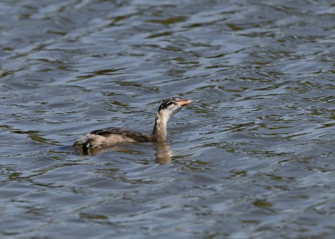 カイツブリ幼鳥0305