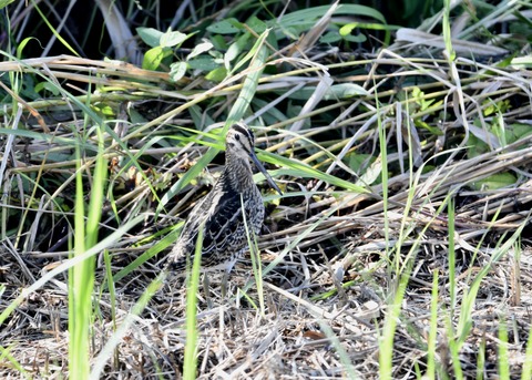 チュウジシギ0174