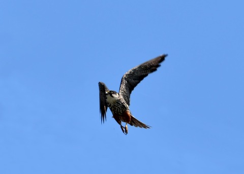 飛ぶ・チゴハヤブサ♂0066