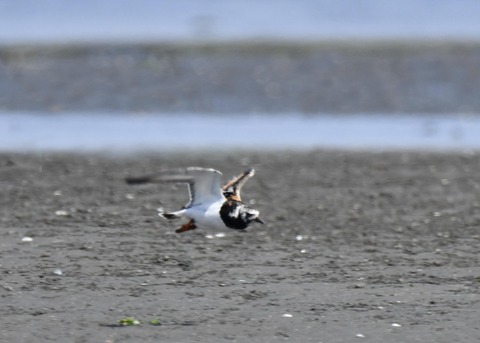 キョウジョシギ2176