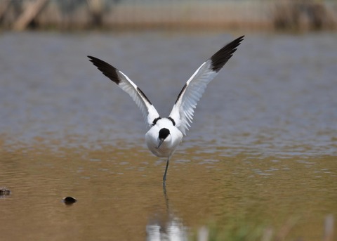 ソリハシセイタカシギ8298