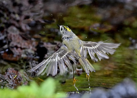 キクイタダキ♀3661