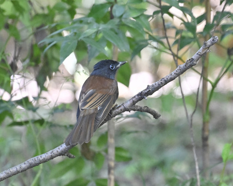 サンコウチョウ8090