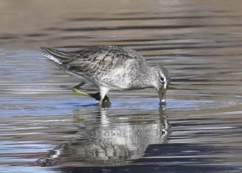 オオハシシギ2710