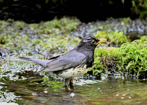 クロツグミ♂3973