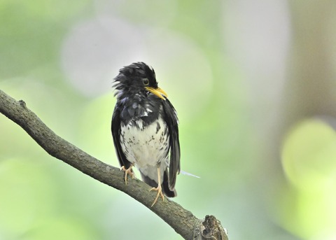 クロツグミ♂0233