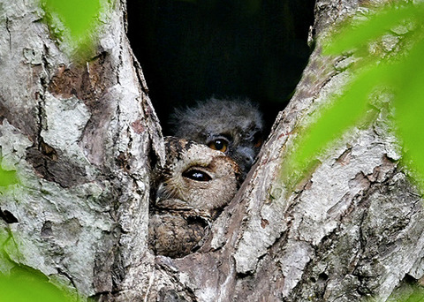 オオコノハズクのヒナ5360