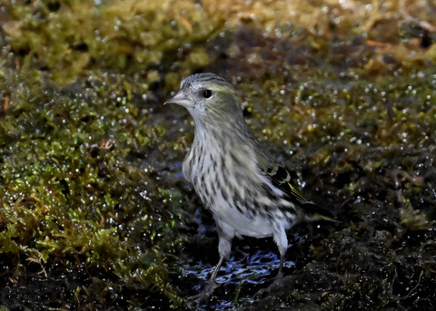 マヒワ♀7896
