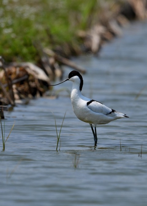 ソリハシセイタカシギ8688