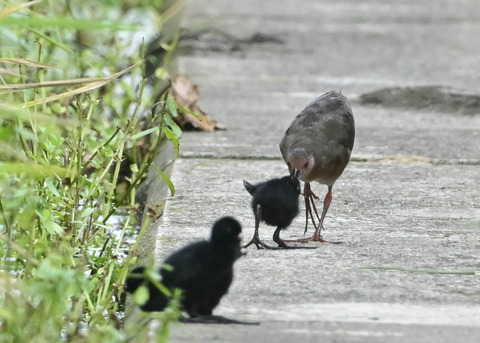 ヒクイナの親子4448