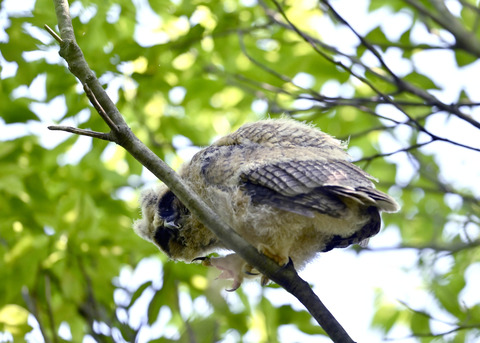 トラフズクのヒナ0672