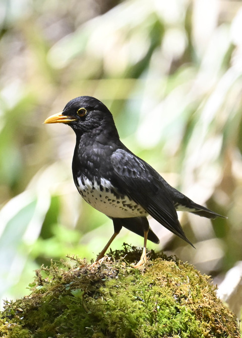 クロツグミ♂3111