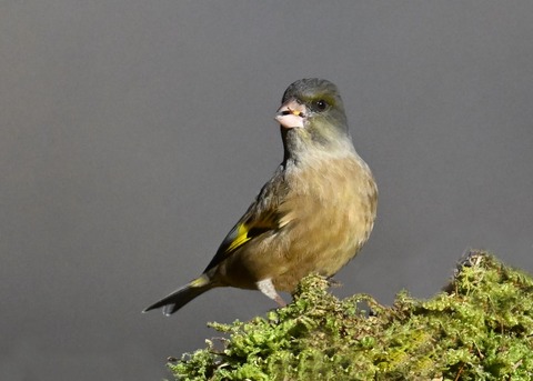 オオカワラヒワ7362