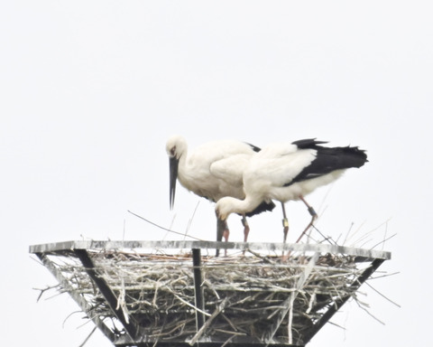 コウノトリのペアー9967