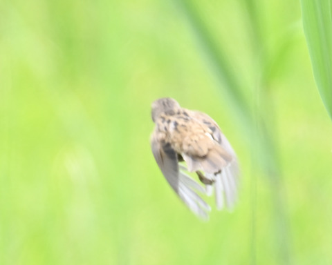 飛ぶオオセッカ8966