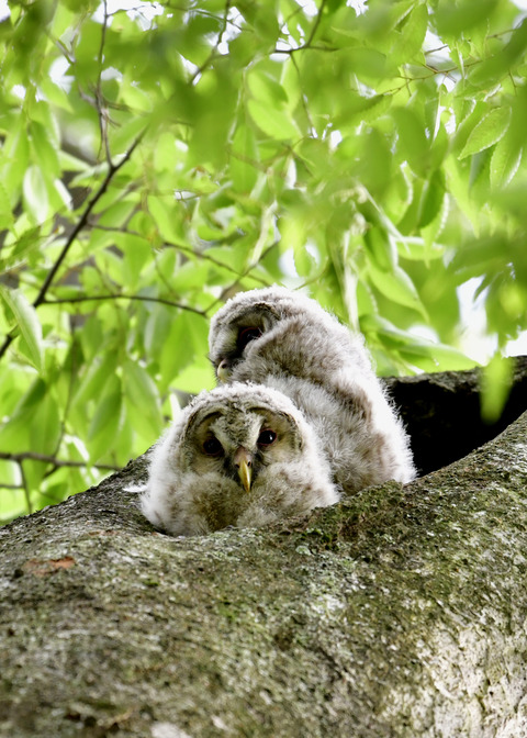 フクロウのヒナ①②4491
