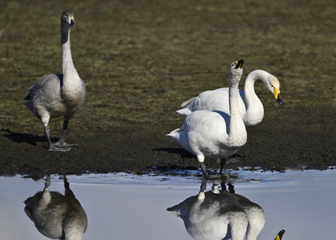 オオハクチョウ親子0693