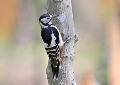 アカゲラ♀5063