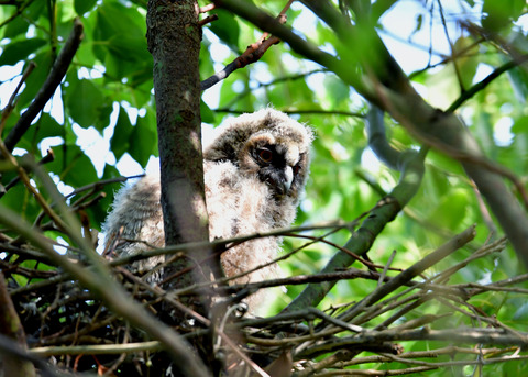 トラフズクのヒナ8042