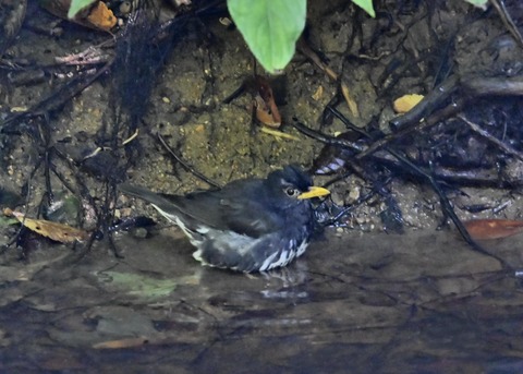 クロツグミ♂1466