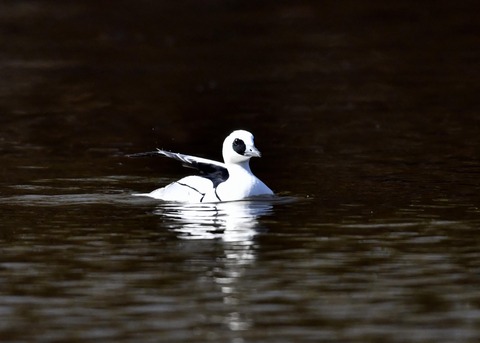 ミコアイサ♂7786