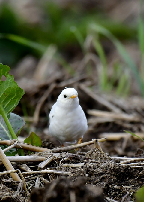 タヒバリ(白化)6656