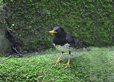 クロツグミ♂1332