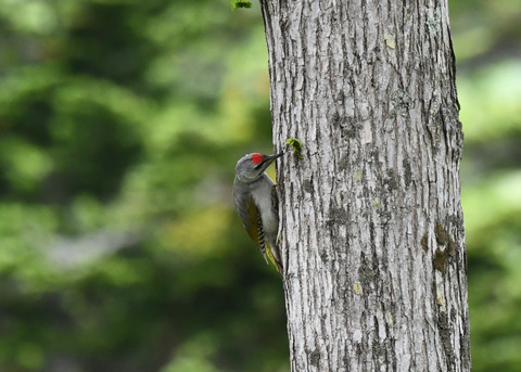 ヤマゲラ1507