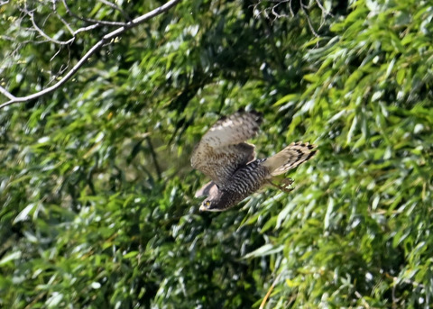 サシバ♀3350