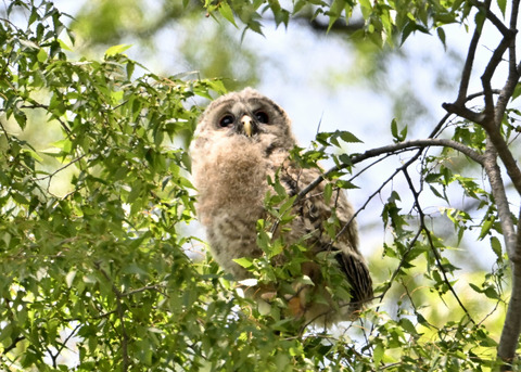 フクロウのヒナ7585