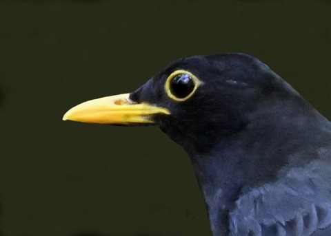 クロツグミ♂4002