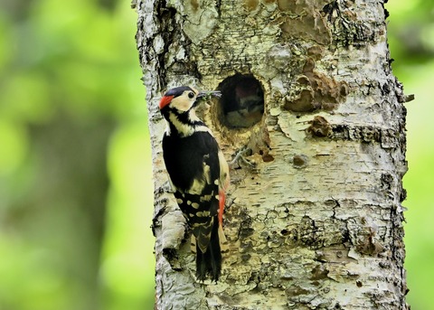 アカゲラ♂とヒナ4876