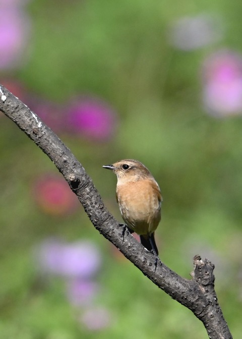 ノビタキ♀1658