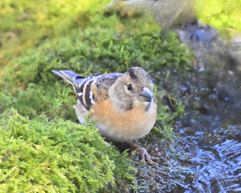 アトリ♀1120
