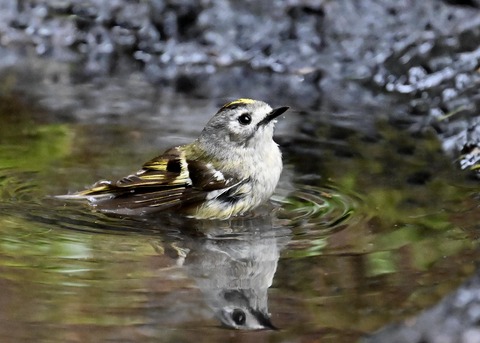 キクイタダキ♀0198