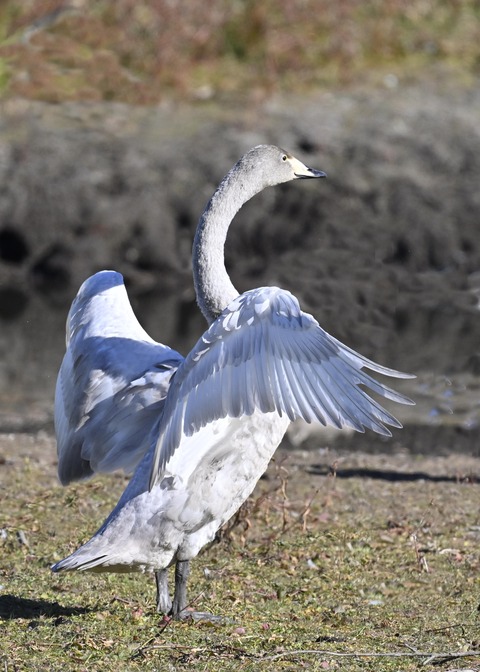 オオハクチョウ幼鳥3537