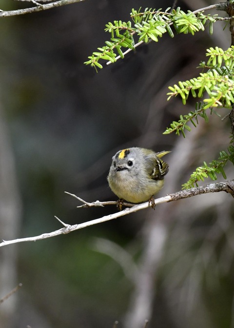 キクイタダキ9911