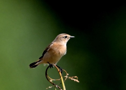 ノビタキ♀0890