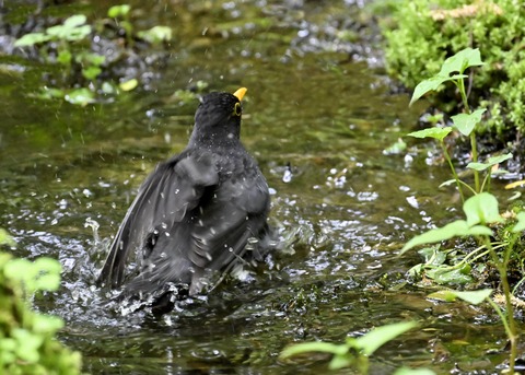 クロツグミ♂3488