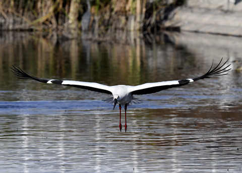 コウノトリ(J0127)6505