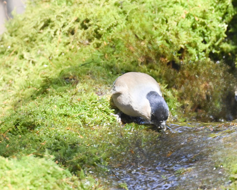 ウソ♀2330