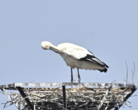 コウノトリ7794