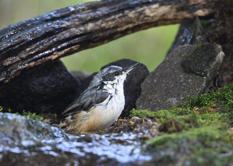 ゴジュウカラ2363