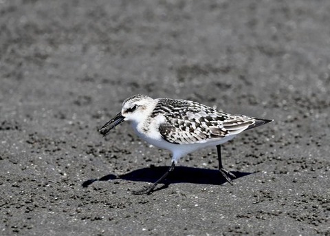 ミユビシギ幼羽9298