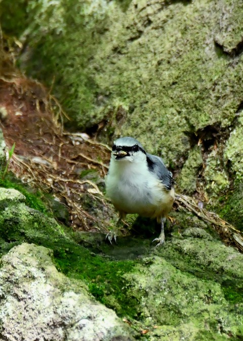 ゴジュウカラ4133