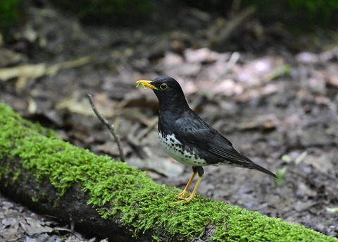 クロツグミ♂1474