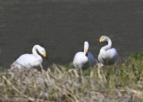 オオハクチョウ8159